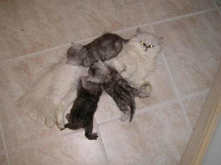 Perser Luna (¤ R.I.P ¤) - billeder fra sidste kuld billede 11