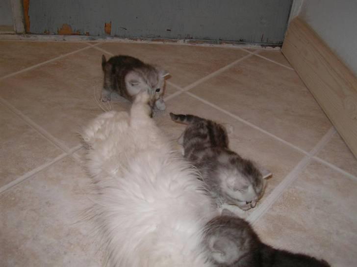 Perser Luna (¤ R.I.P ¤) billede 12