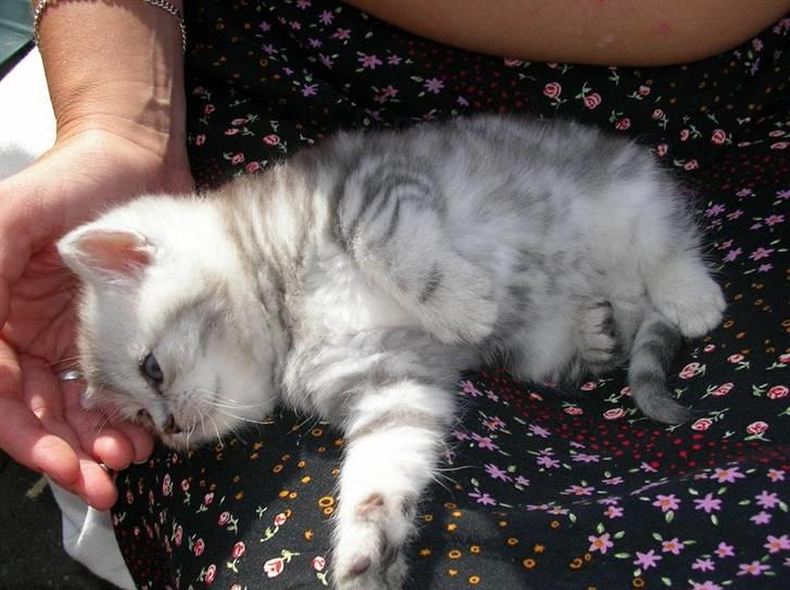 Perser Luna (¤ R.I.P ¤) - det er da en fin whiskas mis.. fra sidste kuld billede 13