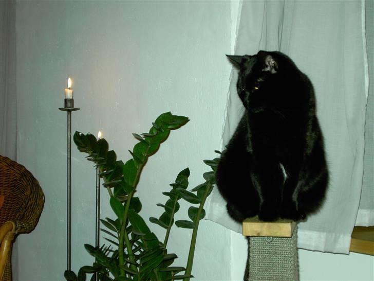 Huskat Mimi billede 14