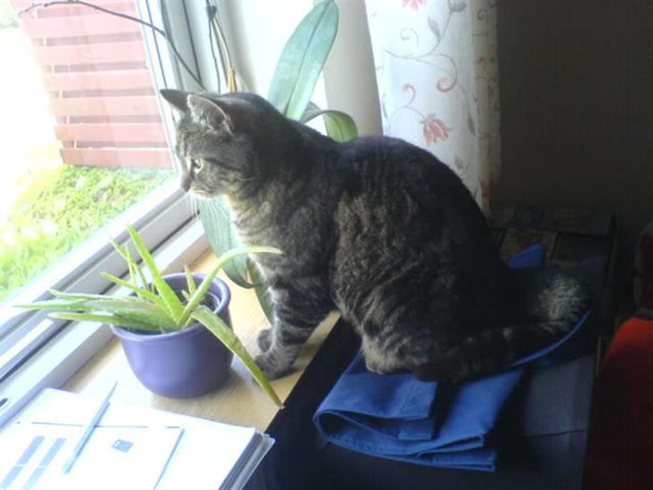 Blanding af racer sille  - ;-) billede 3