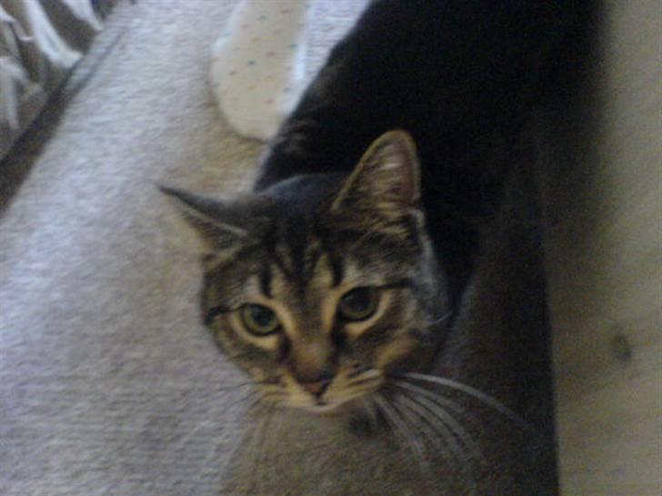 Blanding af racer sille  - sille missen :-) billede 4