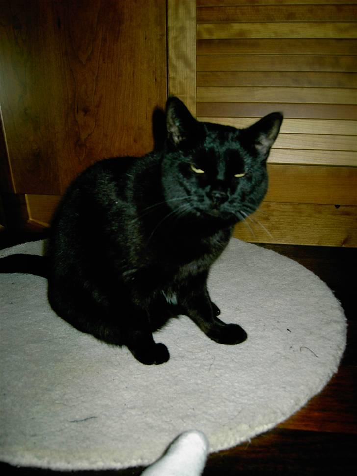 Huskat Mimi billede 16