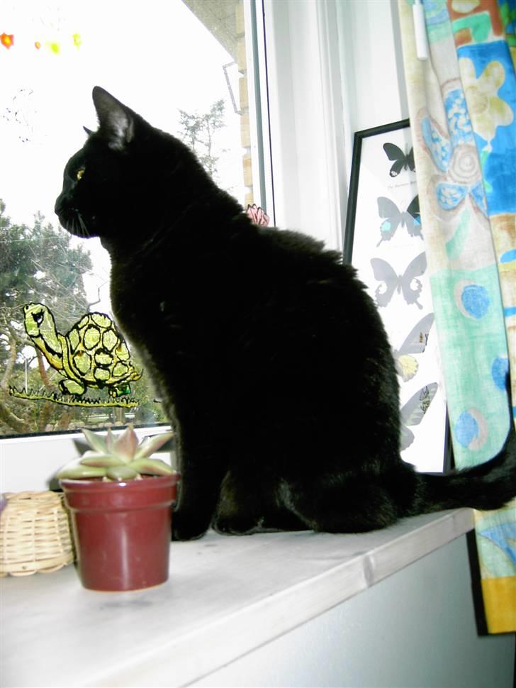 Huskat Mimi billede 18