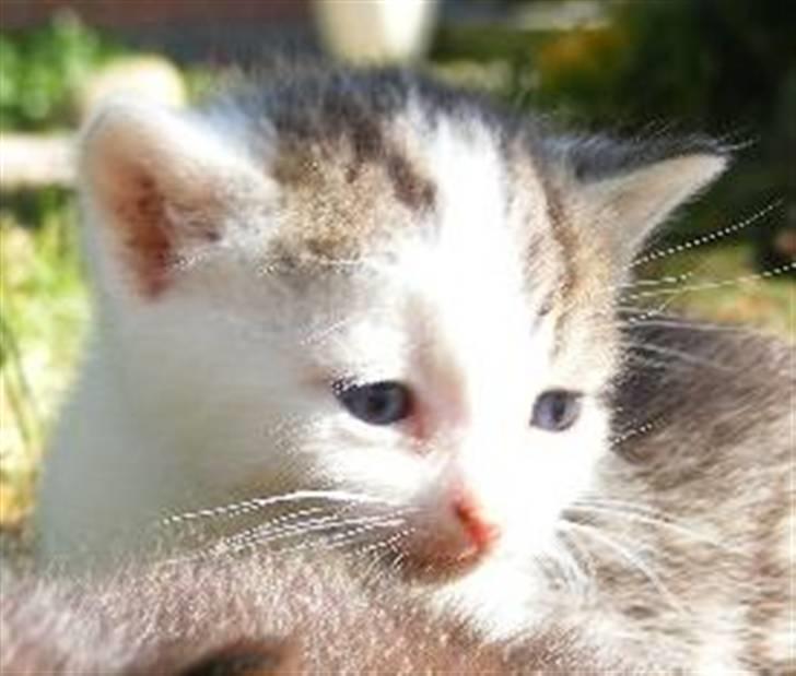 Huskat Blobber   † DØD † - Velkommen til min profil billede 1