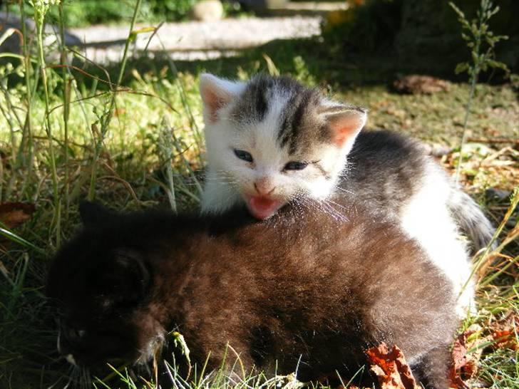 Huskat Blobber   † DØD † billede 2