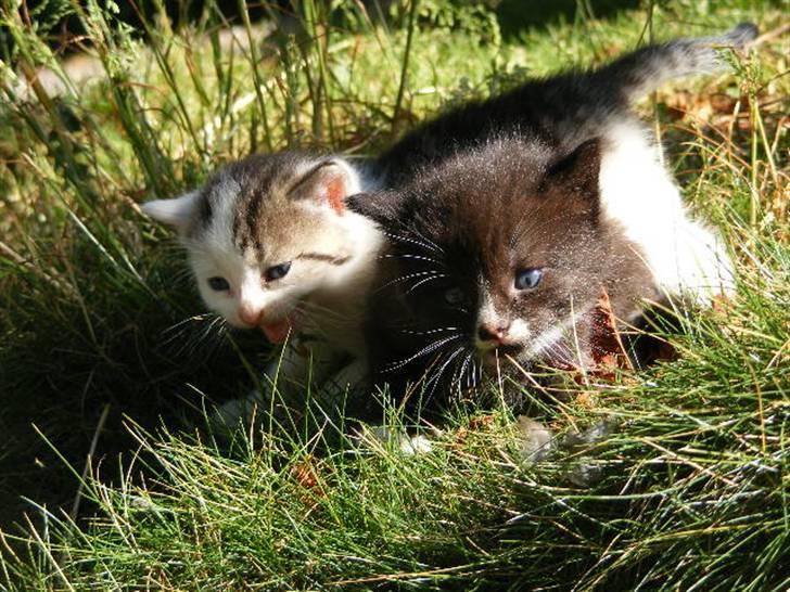 Huskat Blobber   † DØD † billede 3