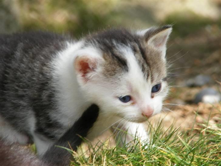 Huskat Blobber   † DØD † billede 4