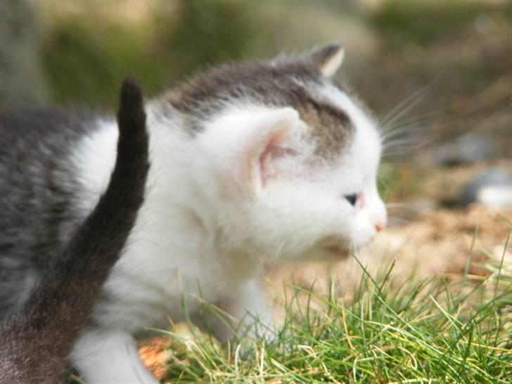 Huskat Blobber   † DØD † billede 5