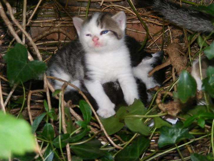 Huskat Blobber   † DØD † billede 6