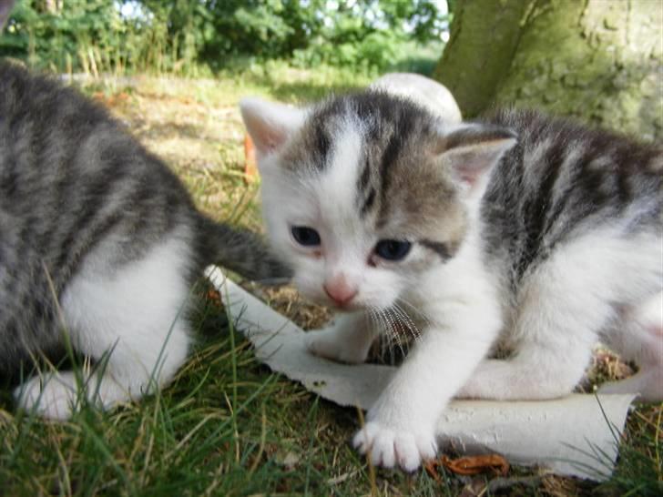 Huskat Blobber   † DØD † billede 7