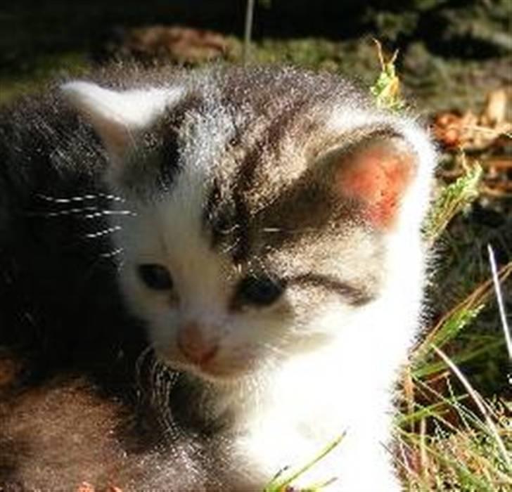 Huskat Blobber   † DØD † billede 8