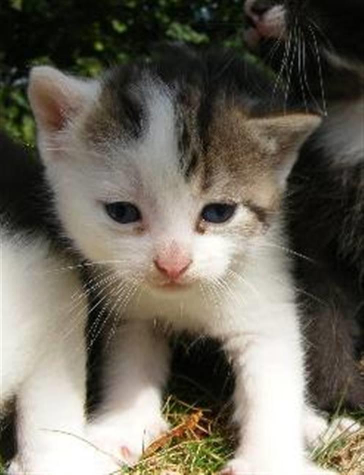 Huskat Blobber   † DØD † billede 9