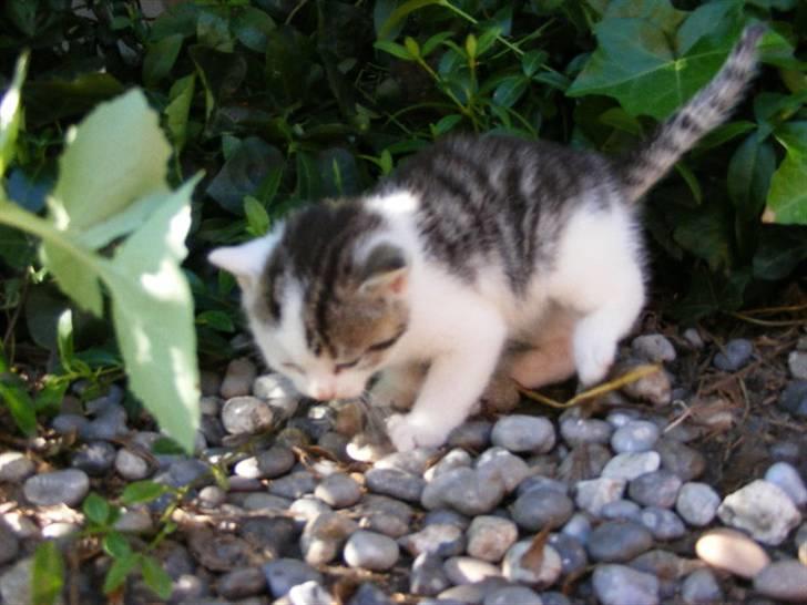 Huskat Blobber   † DØD † billede 10