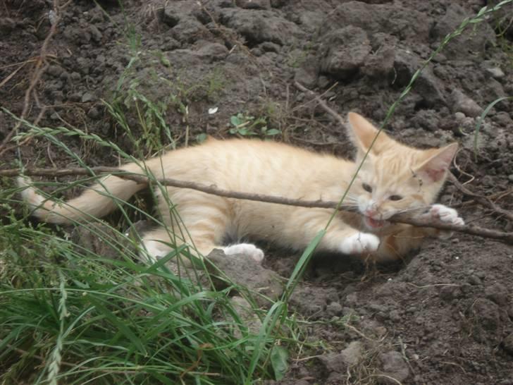 Huskat Frøken Futte billede 6