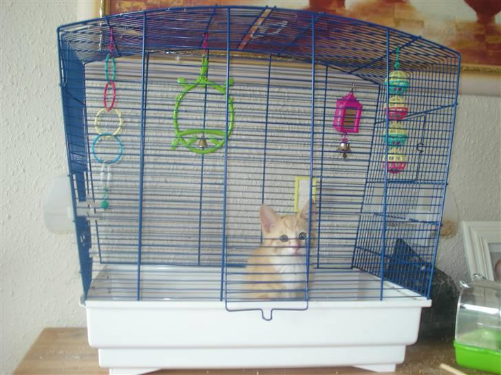 Huskat Frøken Futte billede 7