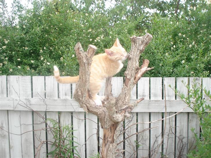 Huskat Frøken Futte billede 8