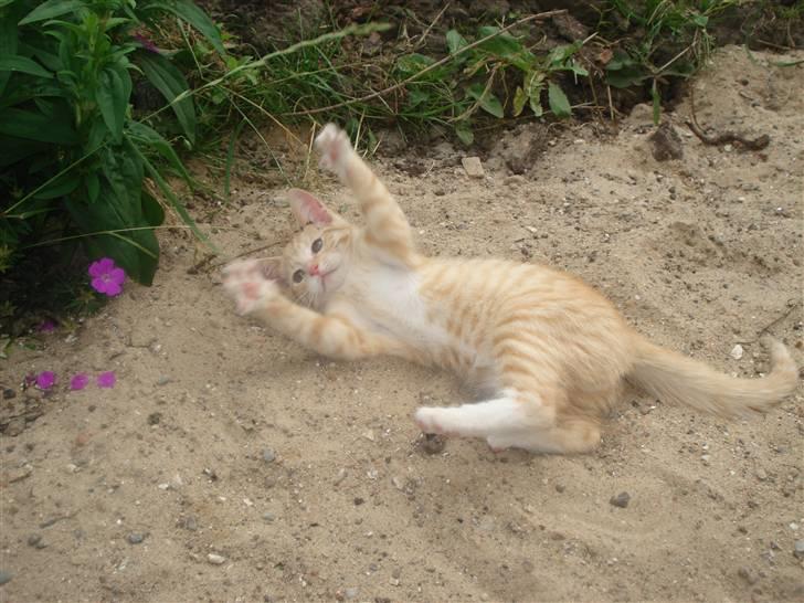 Huskat Frøken Futte billede 9