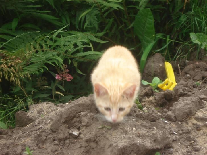 Huskat Frøken Futte billede 10