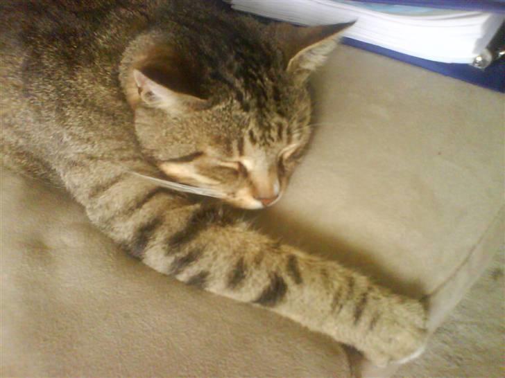 Huskat Qlimax billede 15