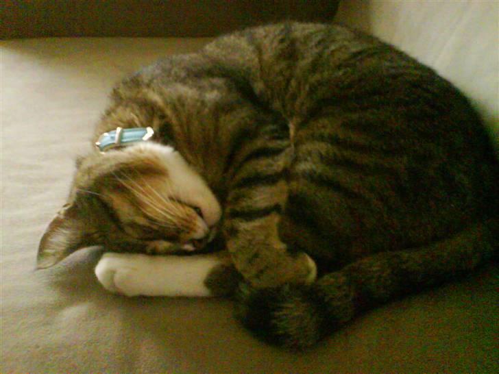 Huskat Qlimax billede 16