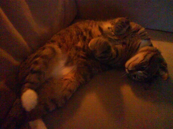 Huskat Qlimax billede 17