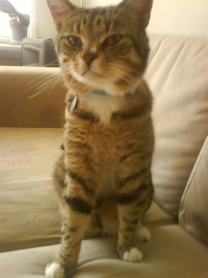 Huskat Qlimax billede 18