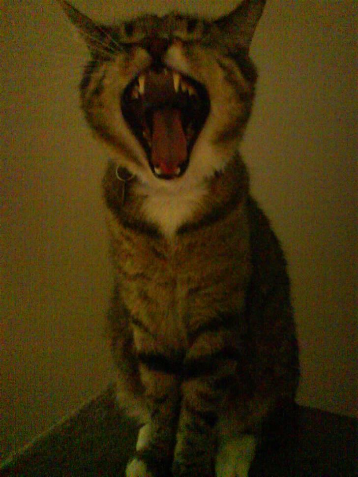 Huskat Qlimax billede 19