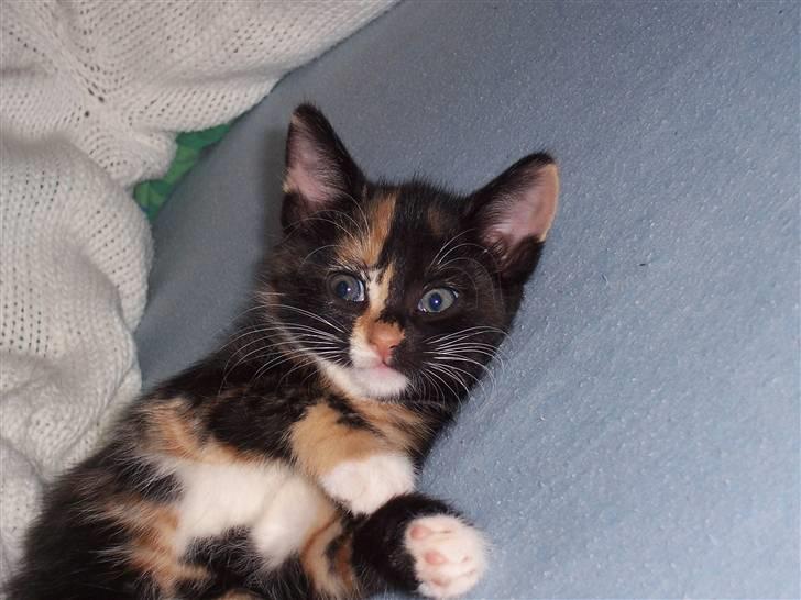 Huskat Belle - hun er en rigtig lille stirre er hun billede 1