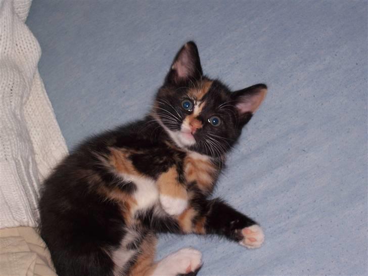 Huskat Belle - Hun ligger bare godt den lille tøz billede 2