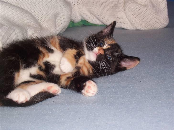 Huskat Belle - Ligger og gør sig til for kameraet billede 3