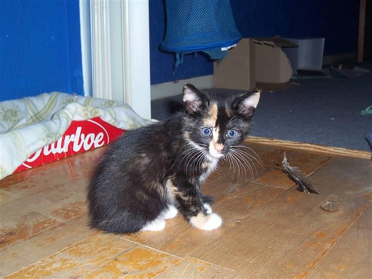 Huskat Belle - hmm hva skal jeg så lave af ballade billede 4