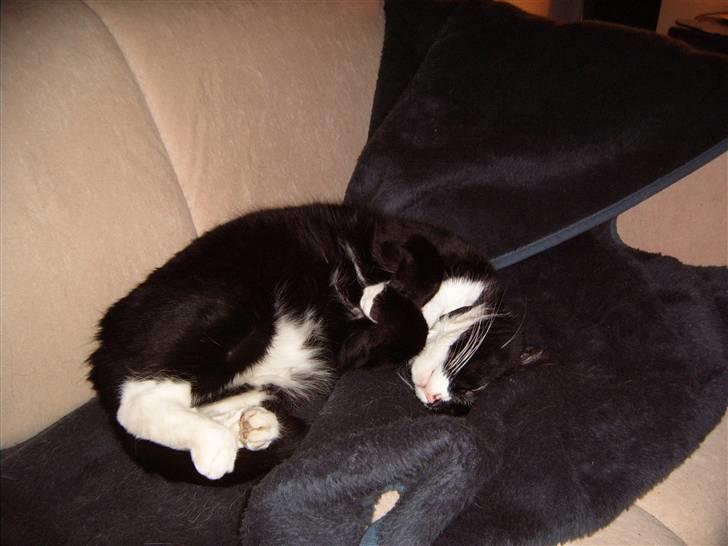 Blanding af racer Thomas - Drømmen om et bjerg af rejer kan få en hver kat til at sno sig. billede 17