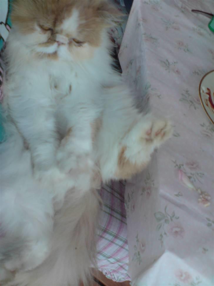 Perser Chees - Chees, under en masse strømper. billede 1