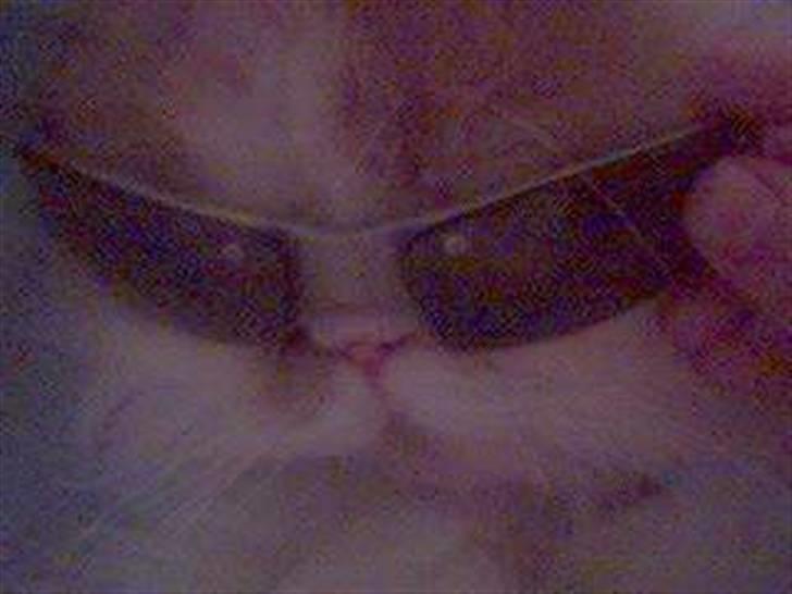 Perser Chees - Misser, er også GANGSTAR billede 2