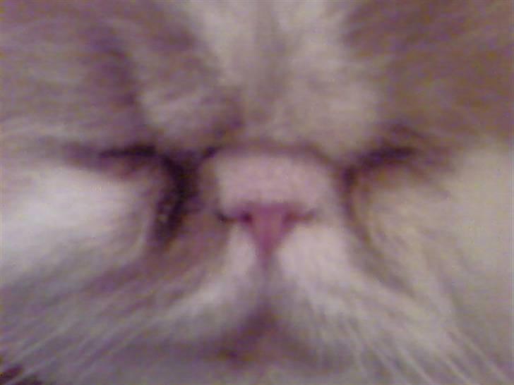 Perser Chees - Brummer ;P billede 3