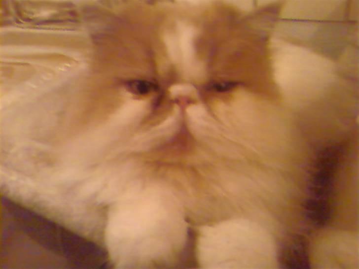 Perser Chees - Sidder i sin kongestol billede 4