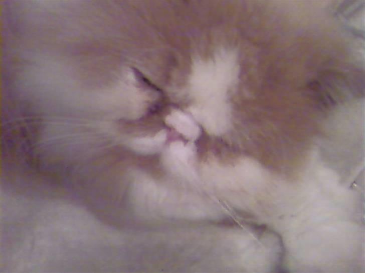 Perser Chees - Sover, miaver, brummer, sider i sin kongestol. billede 5