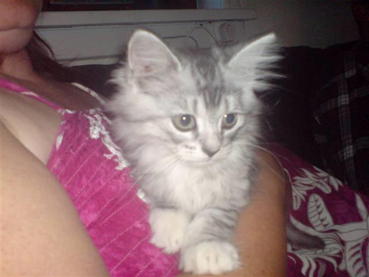 Blanding af racer basse - basses baby som vi beholder selv billede 2