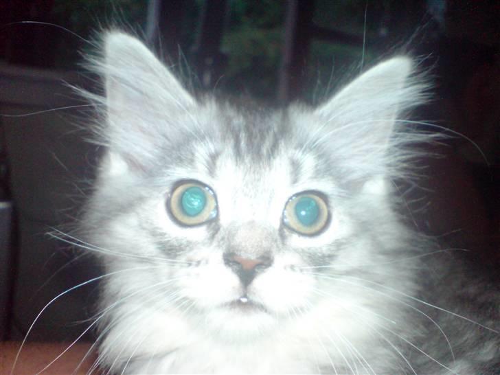 Blanding af racer basse billede 3