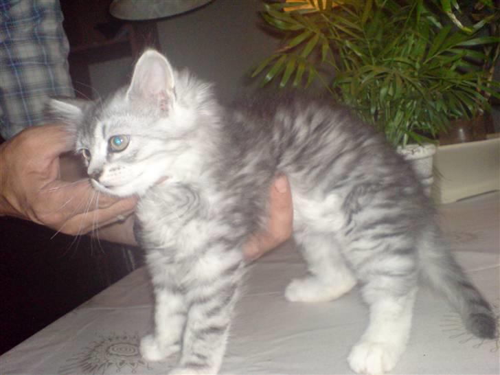 Blanding af racer basse billede 5