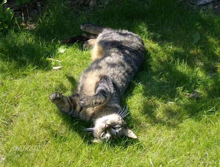 Huskat Max - Her er Max i haven, på en dejlig varm dag billede 14