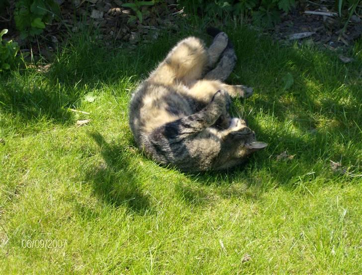 Huskat Max - Ahhh det er dejligt her i skyggen! billede 15