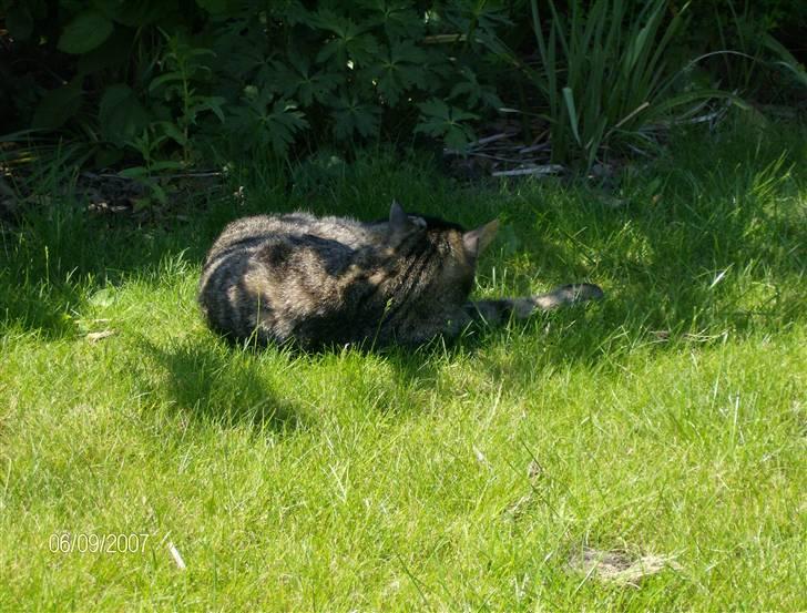 Huskat Max - Ren afslapning billede 16