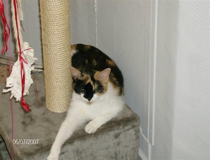 Huskat Snuffie - Ahhh den er så blød!! billede 9