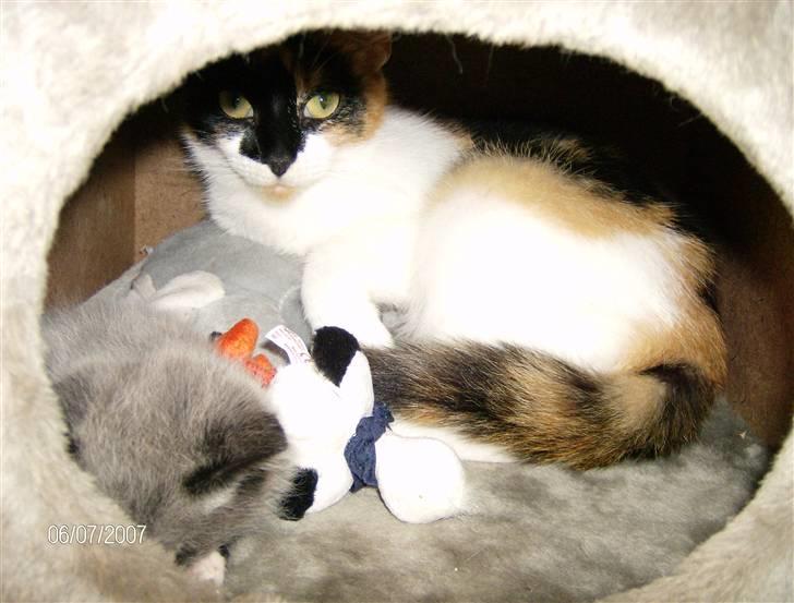 Huskat Snuffie - Herinde i kattehulen kan man gemme sig for alting! Undtagen Gystie :-) billede 10