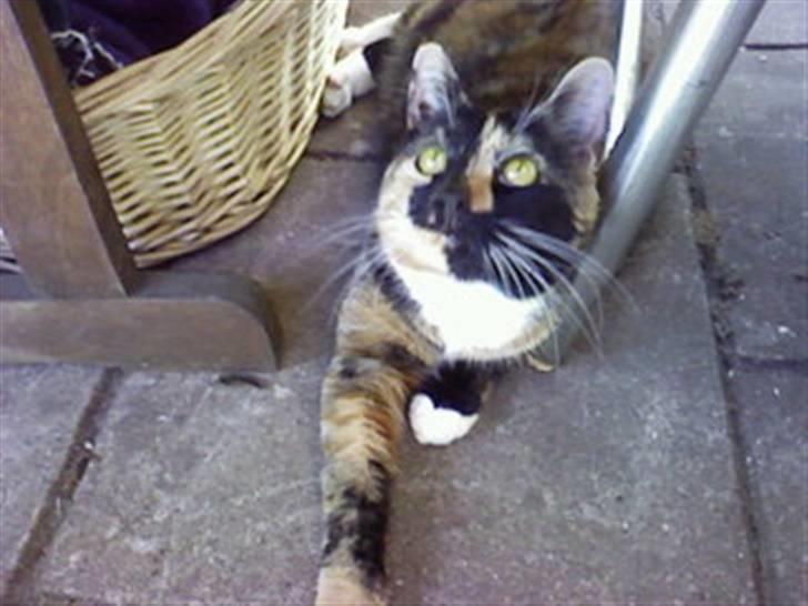 Blanding af racer Coco chanel - hendes plads i haven  billede 1