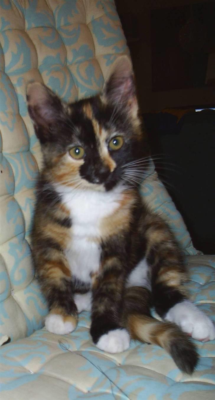 Blanding af racer Coco chanel - smuk og dejlig er vores egne lille coco billede 2