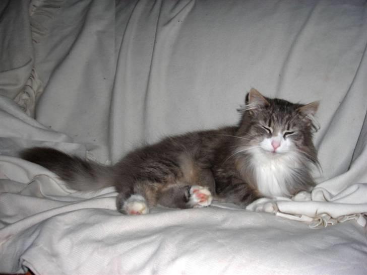 Norsk Skovkat Chloé billede 14