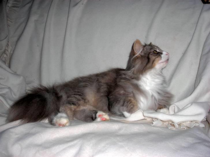 Norsk Skovkat Chloé billede 15